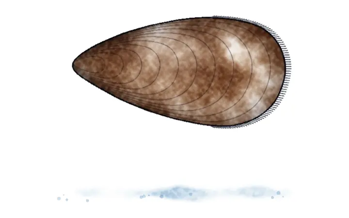 Bijela (bradata) dagnja