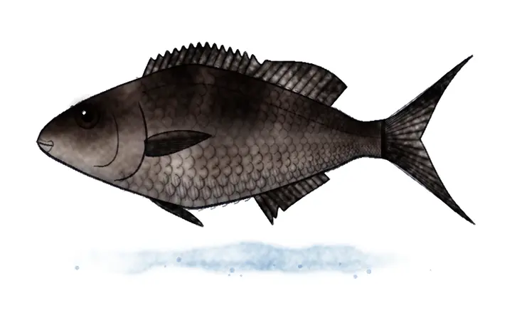 Crnelj