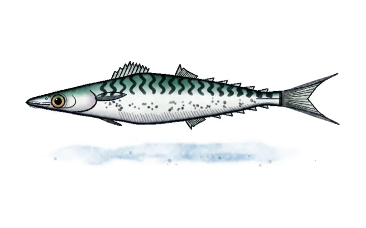 Lokarda
