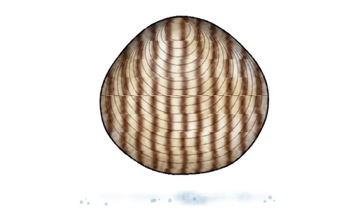 Prugasta venerica