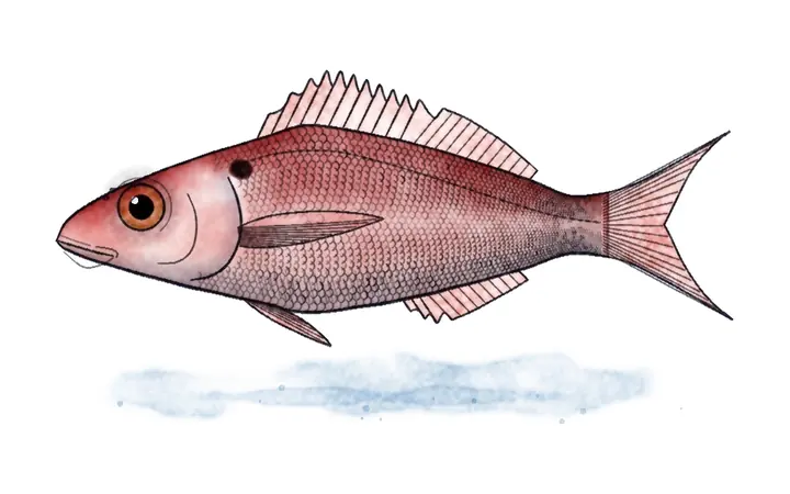 Rumenac okan