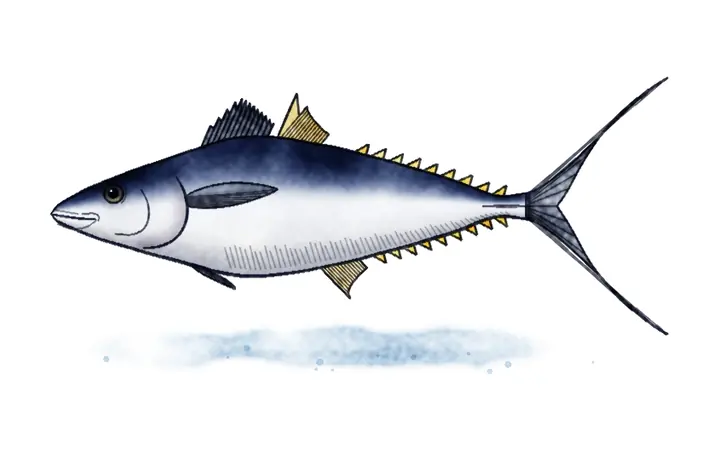 Tuna
