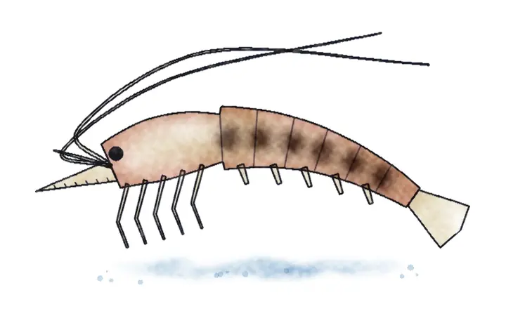 Velika kozica