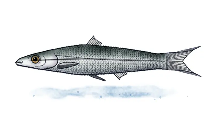 Amurski čebačok (Pseudorasbora parva)