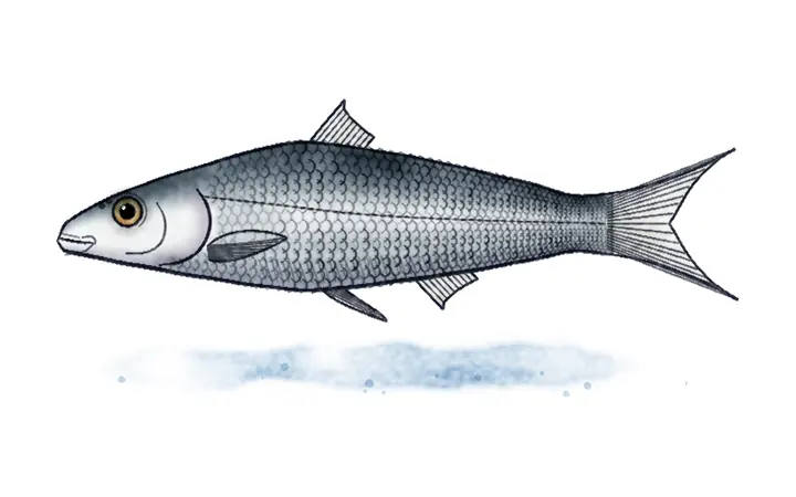 Bijeli break (Leucos basak (Rutilus basak))