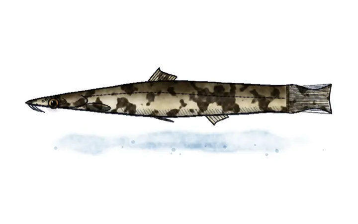 Brkica (Barbatula barbatula)