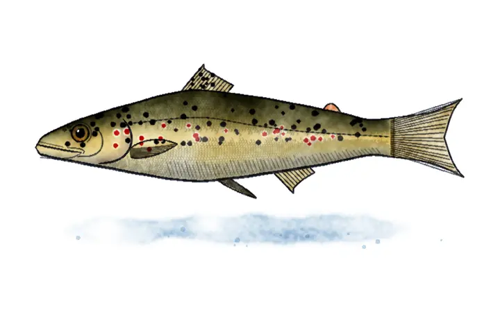 Crnomorska potočna pastrmka (Salmo labrax)