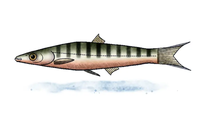 Gaovica