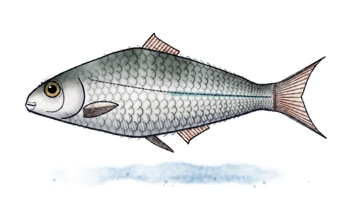 Gavčica