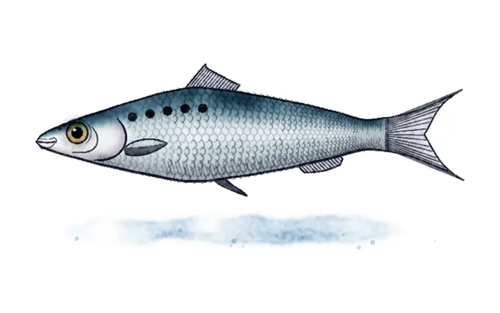Kubla (Alosa sp. (ranije A. fallax))
