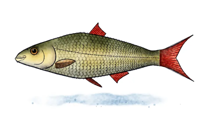 Lola (Scardinius knezevici)