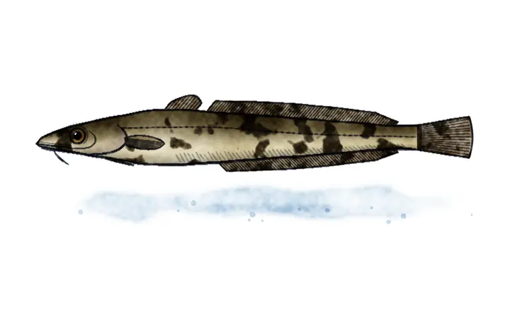 Manić (Lota lota)