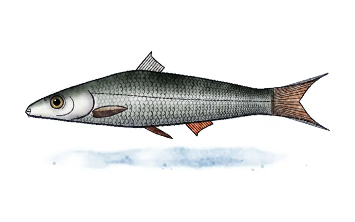Ohridski skobalj (Chondrostoma ohridanum)