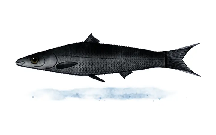 Ostale unesene kineske vrste (Mylopharyngodon piceus (crni amur), Megalobrama terminalis (amurska deverika))