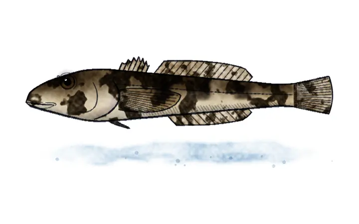Peš (Cottus gobio)