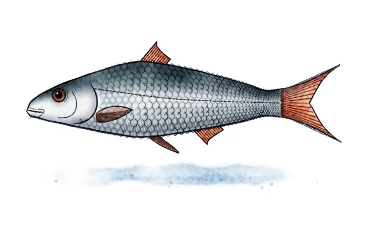 Plotica (Rutilus virgo (u propisima Rutilus pigus))