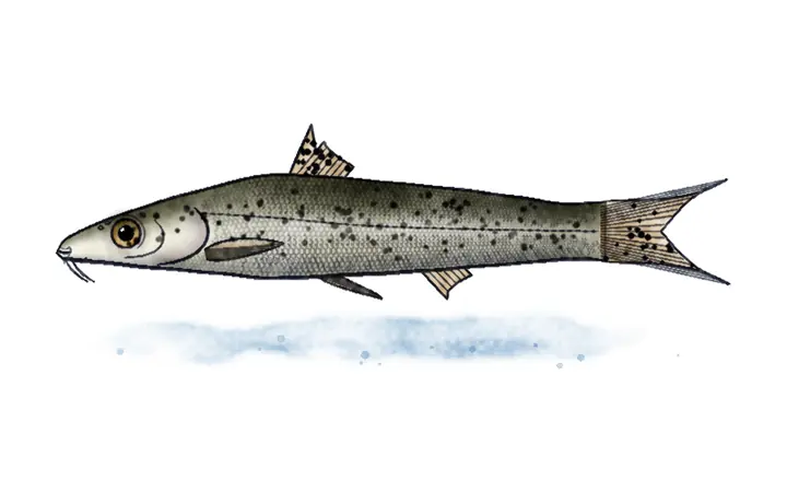 Potočna mrena (Barbus balcanicus)