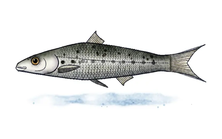 Šaradan (Pachychilon pictum)