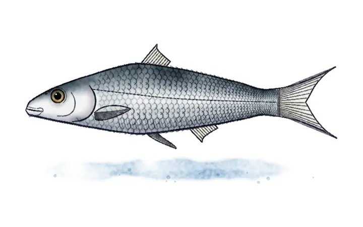 Skadarski bijeli break (Rutilus albus)